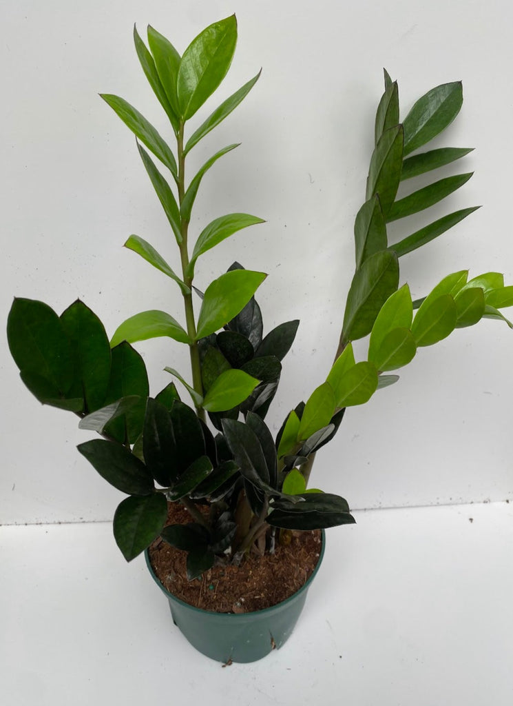 6" Zamioculcas Zamiifolia "ZZ", Black