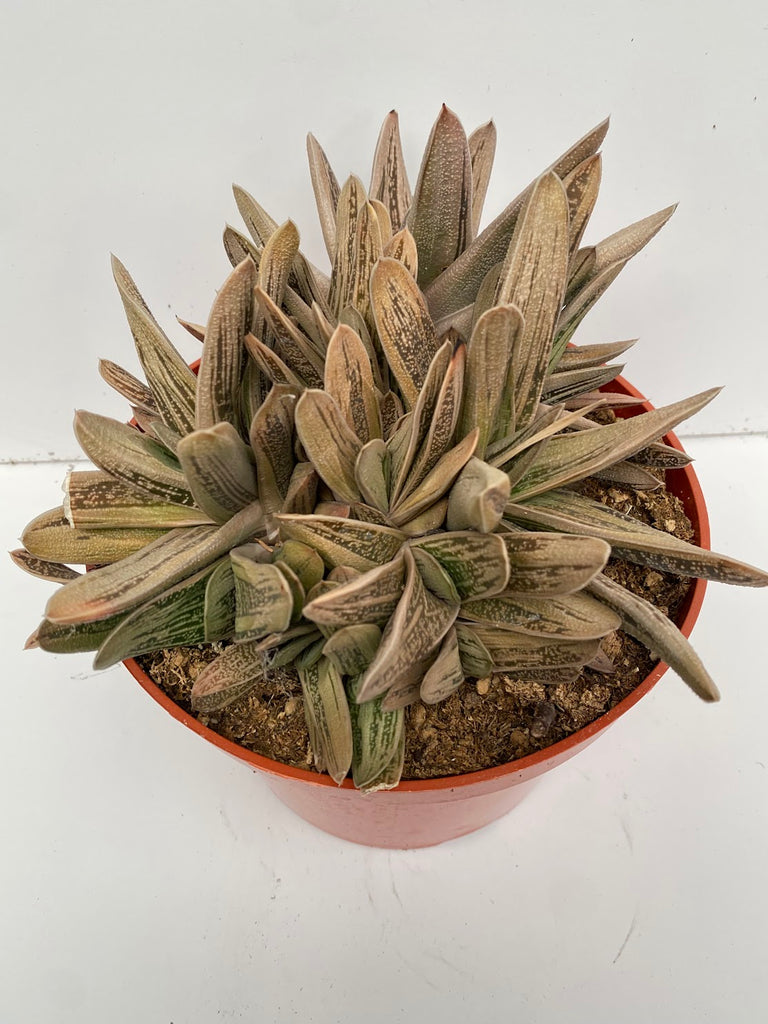 8" Gasterialoe Flow