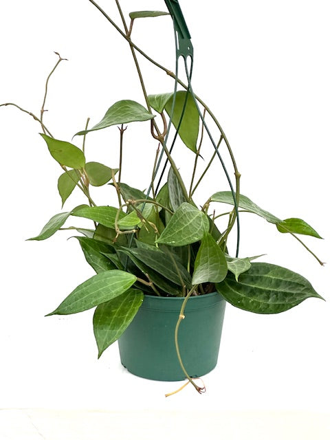 6" Hoya Rigida