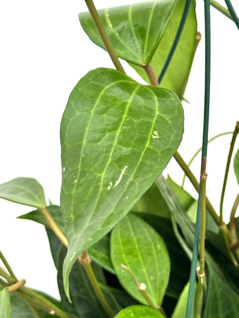 6" Hoya Rigida