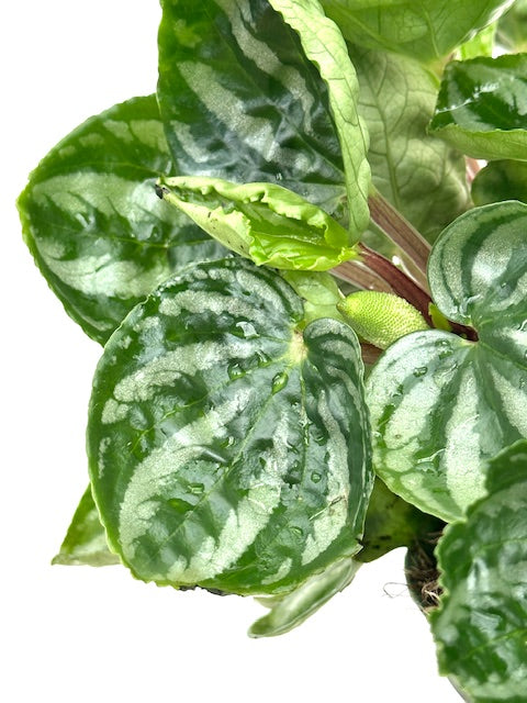 6" Peperomia Watermelon, Ecuador