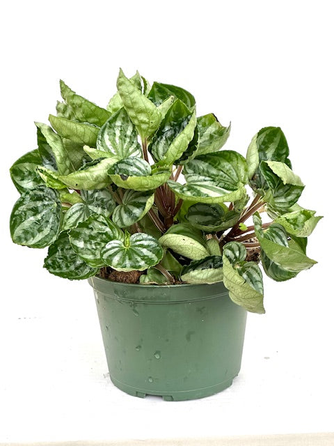6" Peperomia Watermelon, Ecuador