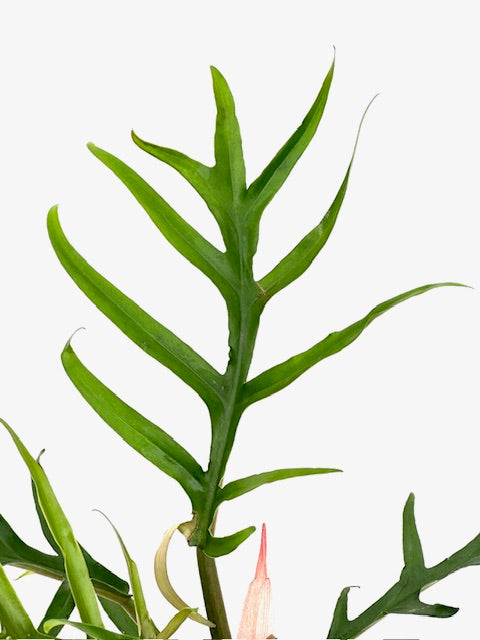 6" Philodendron Tortum