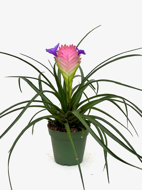 4" Tillandsia Cyanea