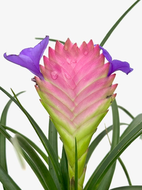 4" Tillandsia Cyanea
