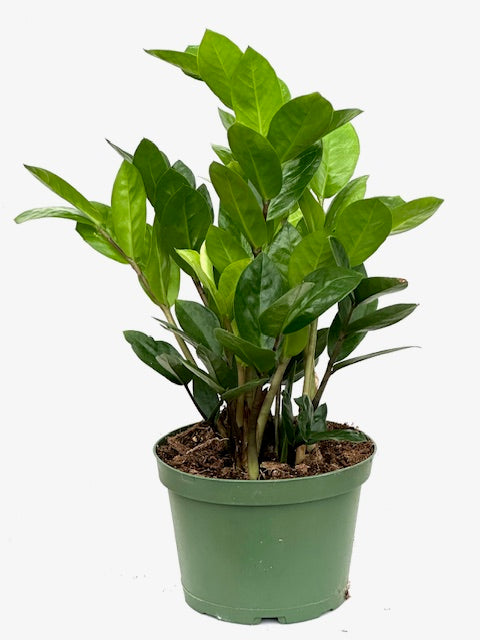 6" Zamioculcas Zamiifolia 'ZZ'