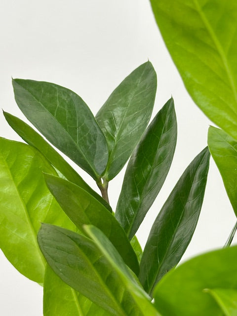 6" Zamioculcas Zamiifolia 'ZZ'