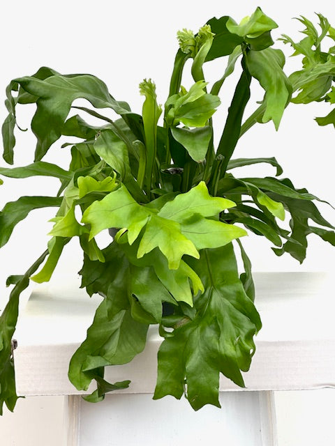 6" Fern, Green Flame