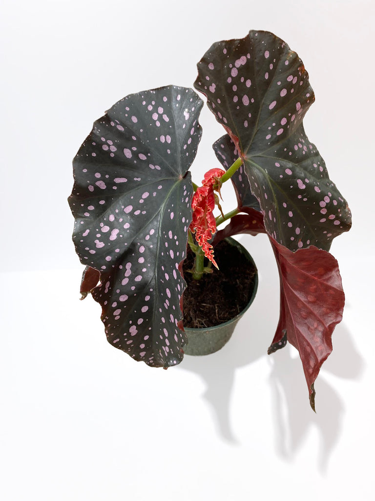 4" Begonia, Cracklin Rosie