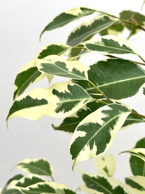 6" Ficus Benjamina, Starlight