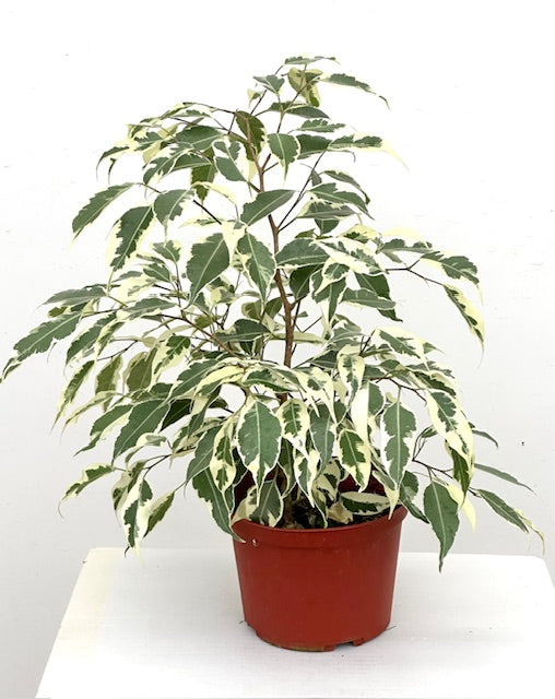 6" Ficus Benjamina, Starlight