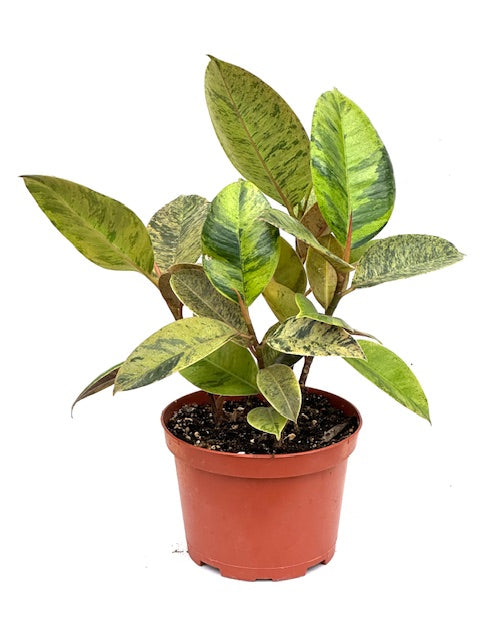 shivereana moonshine rubber tree 6" Ficus Shivereana Moonshine – Plant Decor Shop