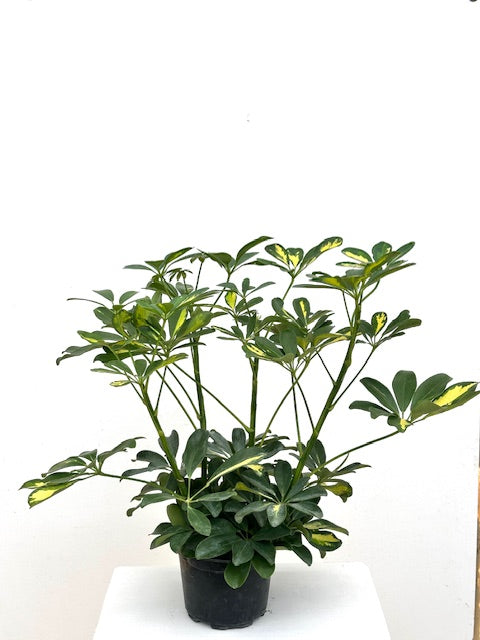 6" Schefflera Arboricola Gold