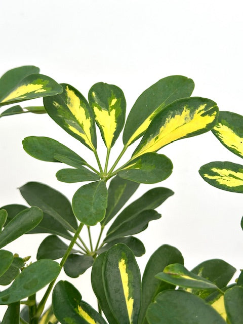 6" Schefflera Arboricola Gold