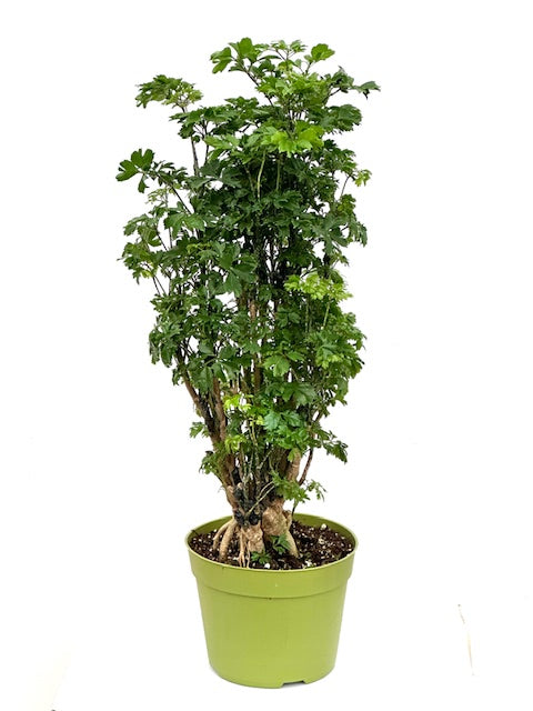 6" Aralia, Roble Stump