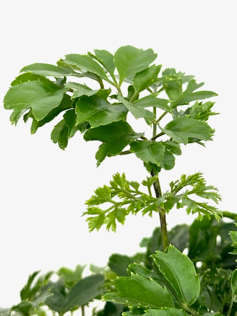6" Aralia, Roble Stump