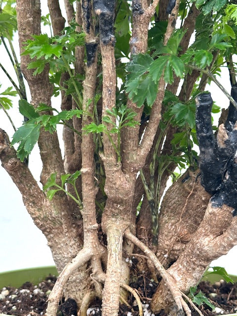 6" Aralia, Roble Stump