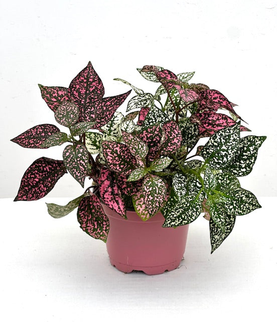 4" Hypoestes, Combo Splash