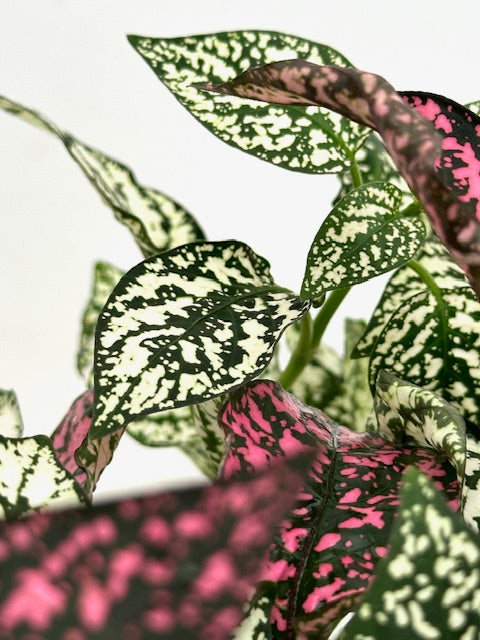 4" Hypoestes, Combo Splash