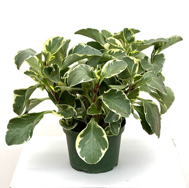 6" Peperomia Bicolor