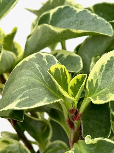 6" Peperomia Bicolor