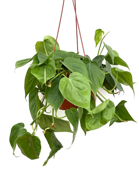6" Philodendron Cordatum, Small