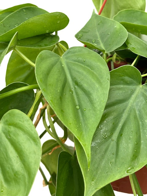 6" Philodendron Cordatum, Small