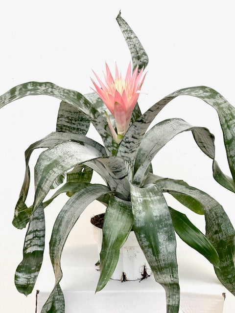 6" Aechmea Primera Spineless