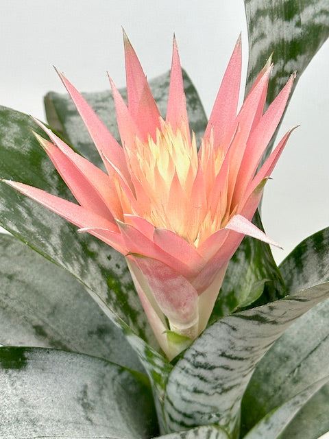 6" Aechmea Primera Spineless
