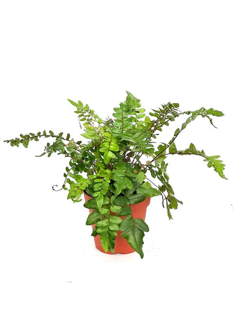 4" Fern, Hastata