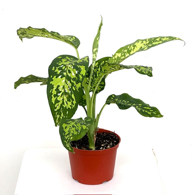 6" Dieffenbachia Cheetah
