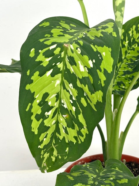 6" Dieffenbachia Cheetah