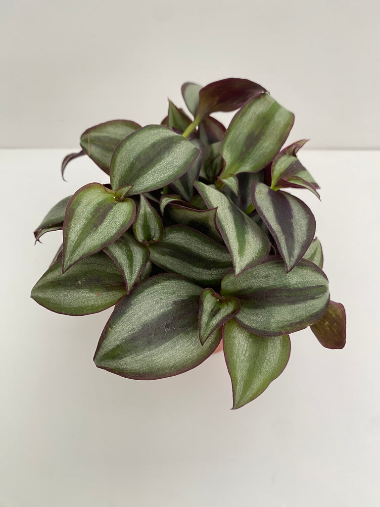 4" Tradescantia SIlver Plus