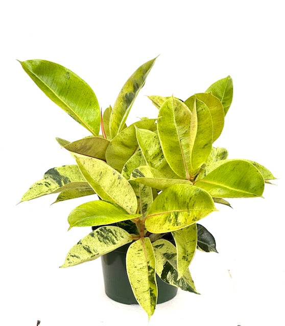 8" Ficus Shivereana
