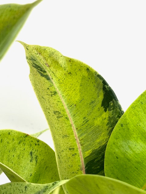 8" Ficus Shivereana
