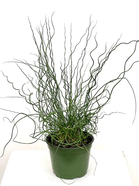 6" Juncus Spiralis