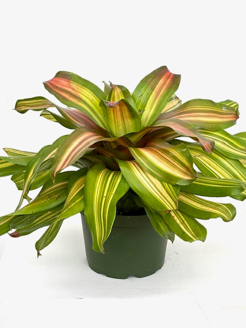6" Neoregelia Freddy