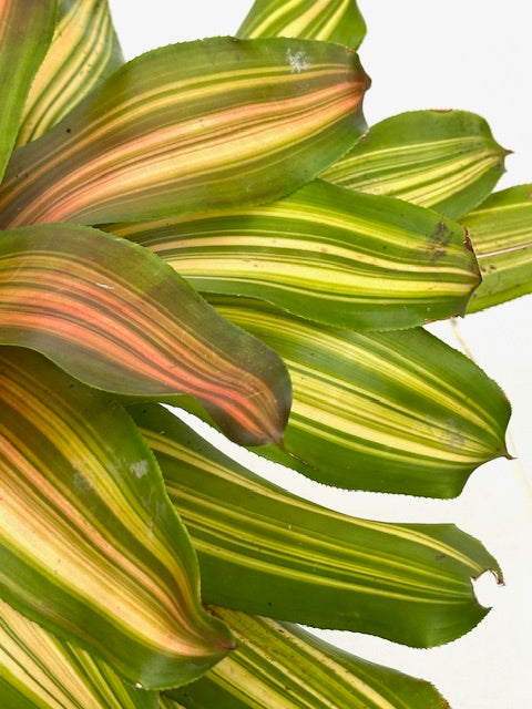 6" Neoregelia Freddy