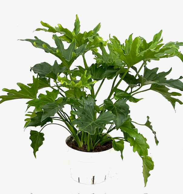 philodendron xanadu green 6" Philodendron Xanadu