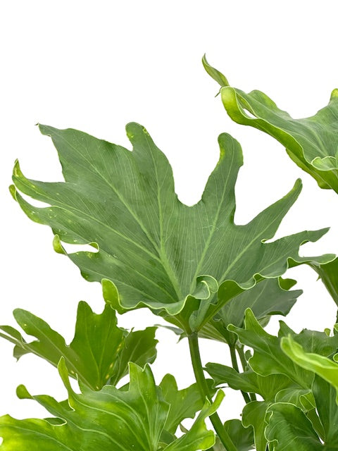 philodendron xanadu for sale 6" Philodendron Xanadu – Plant Decor Shop