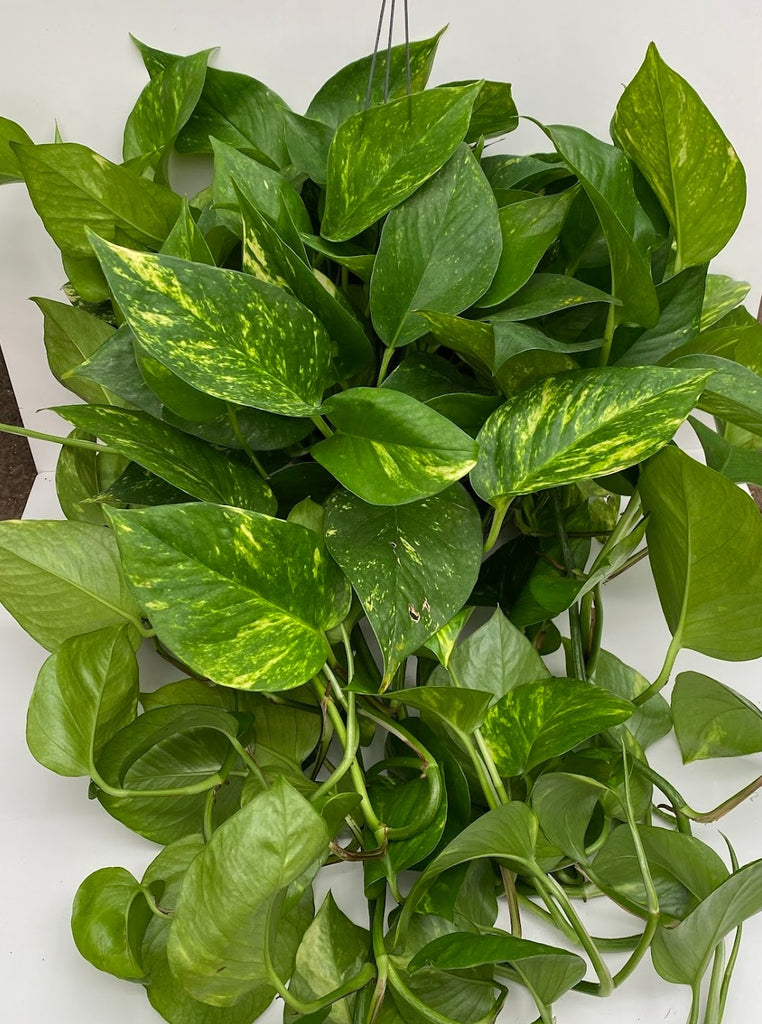 8" Pothos Golden