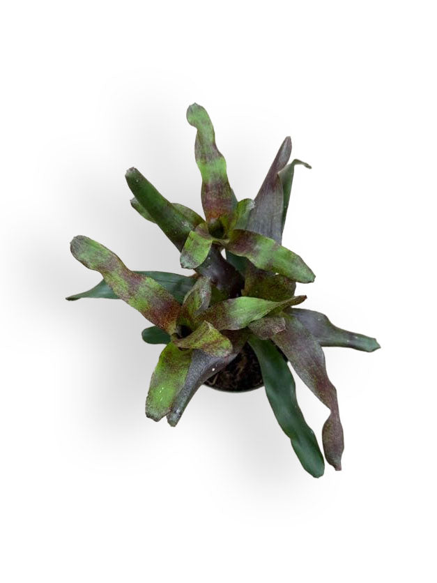 4" Neoregelia Red Waif