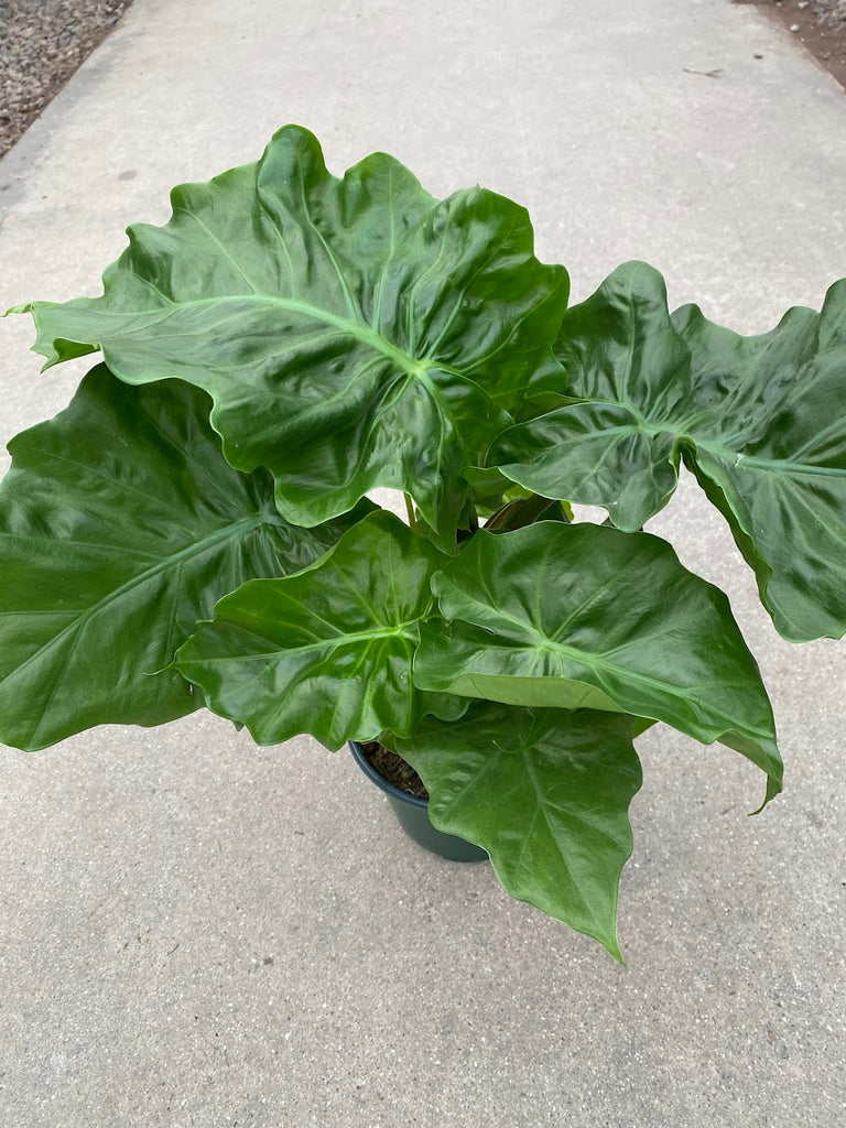 6" Alocasia 'Low Rider'