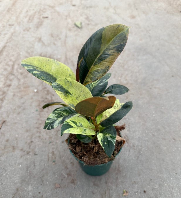 4" Ficus Decora Marble