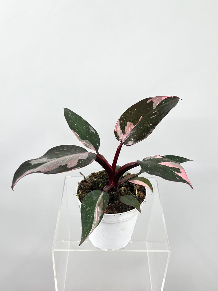 4" Philodendron Pink Princess