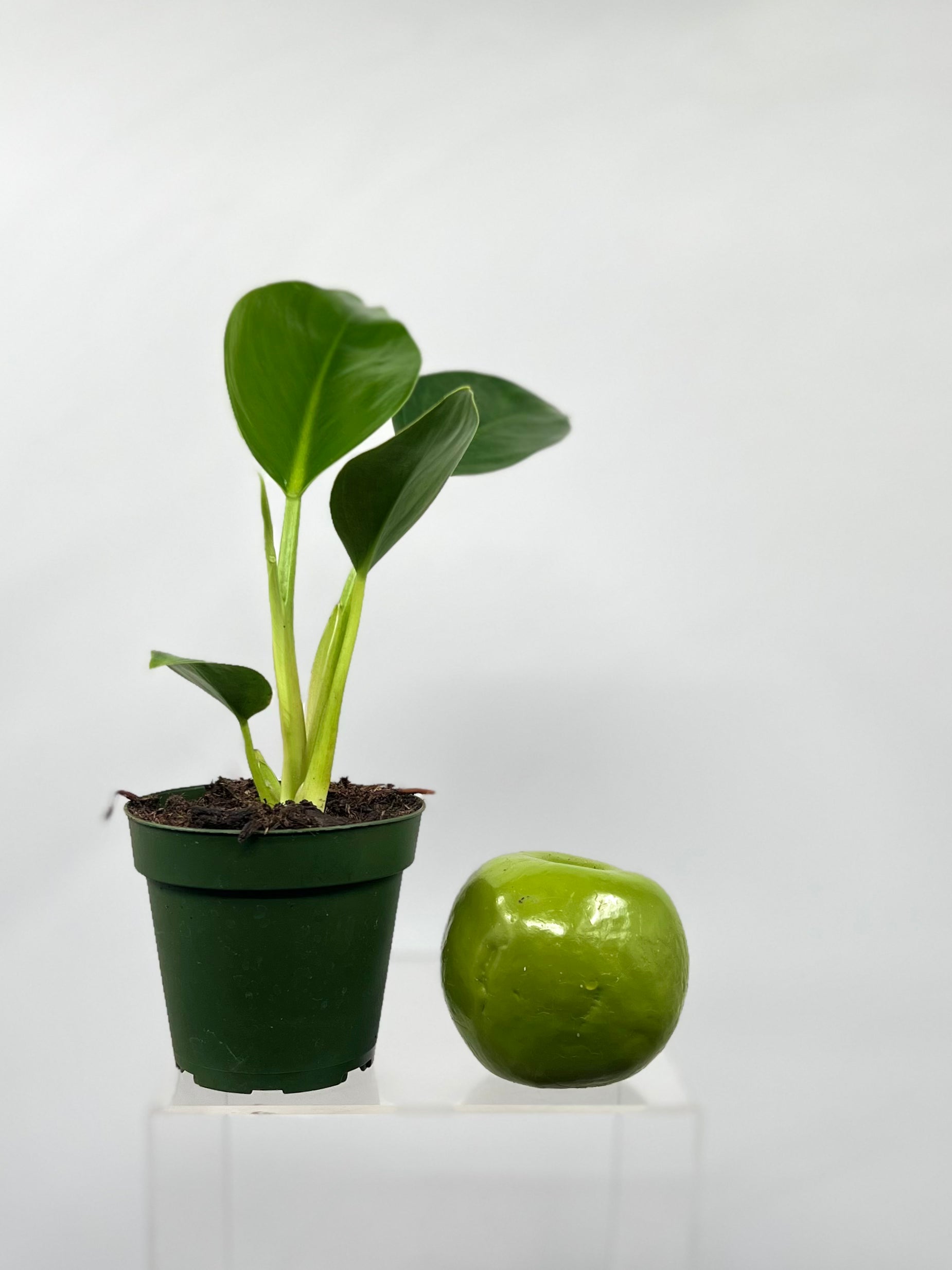 philodendron green congo indoor care 4" Philodendron Congo Green – Plant Decor Shop