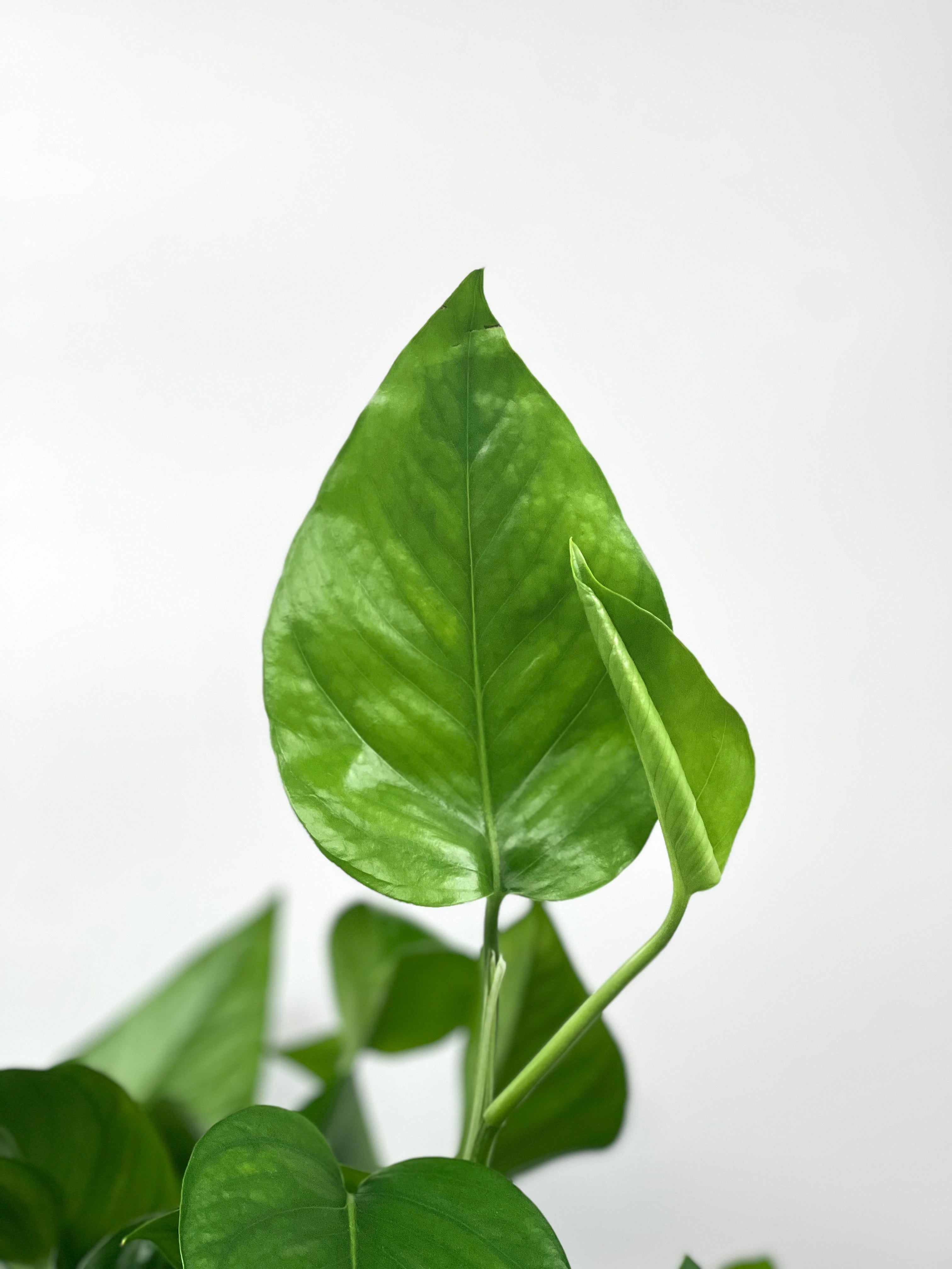 green queen pothos 8" Pothos, Green Queen – Plant Decor Shop