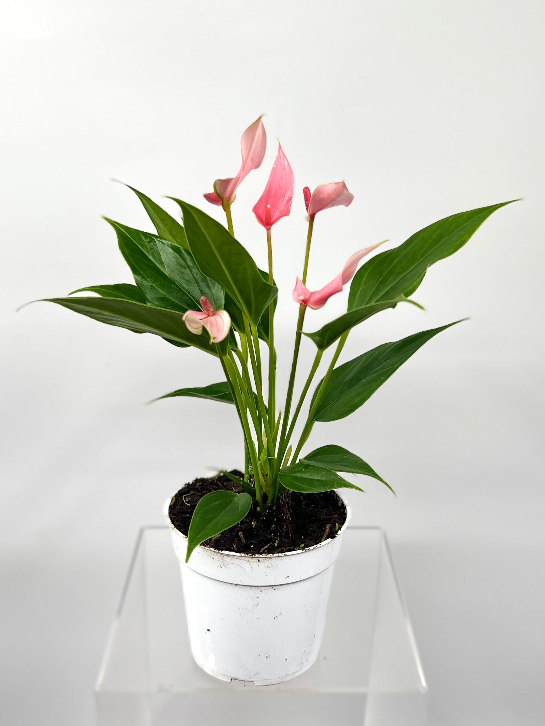 anthurium rose 4" Anthurium, Lilli