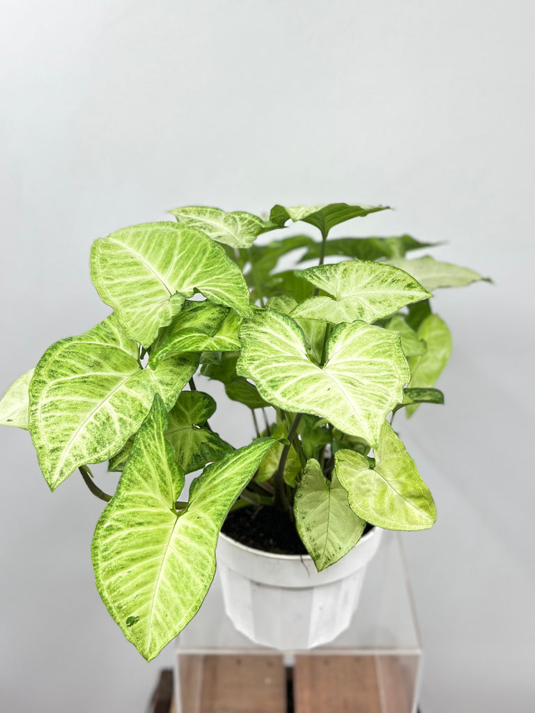 6" Syngonium White Butterfly