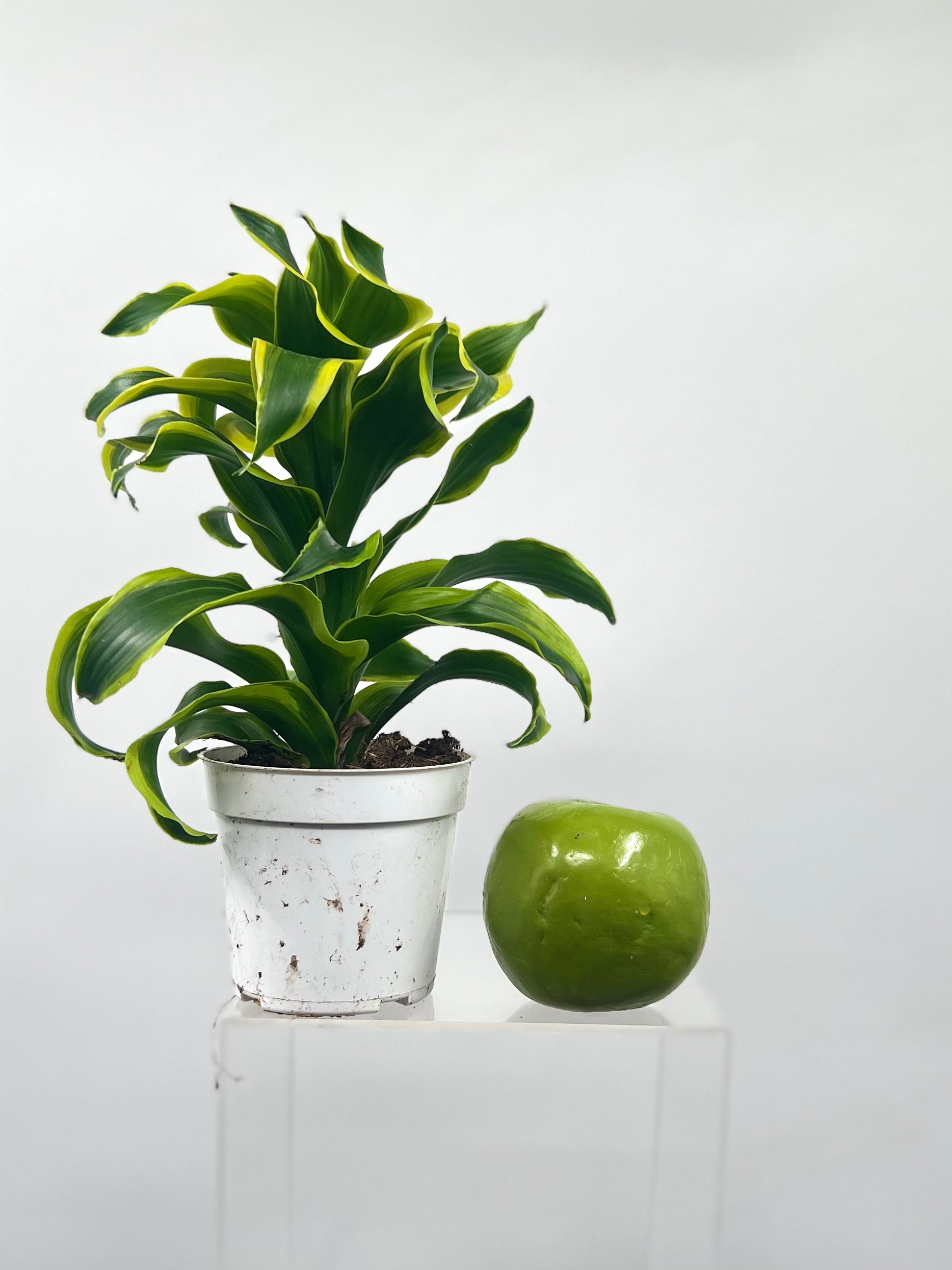 dracaena 'tornado' 4" Dracaena Tornado – Plant Decor Shop